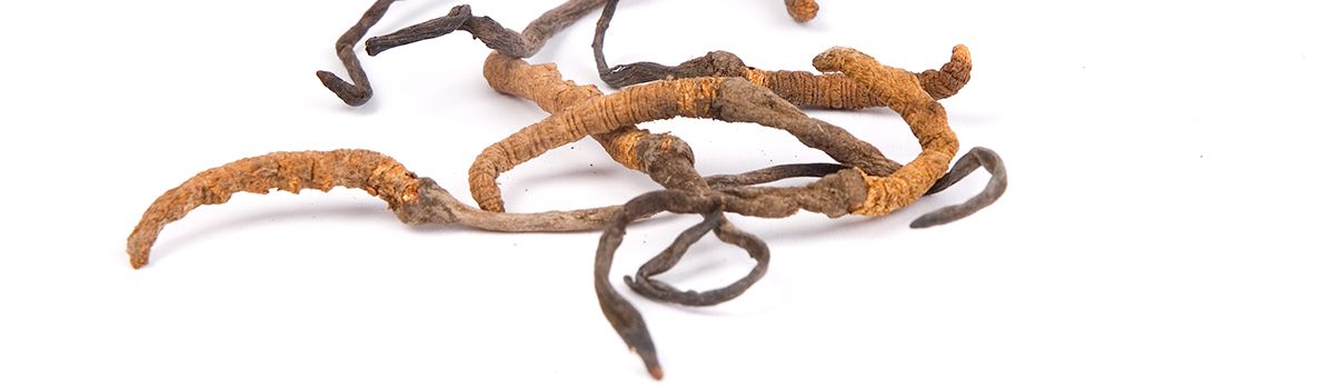 Cordyceps: Feuerwerk für Potenz und Libido