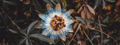 Passiflora: Tinktur und Tee