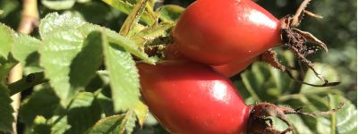 Hagebutte Chutney