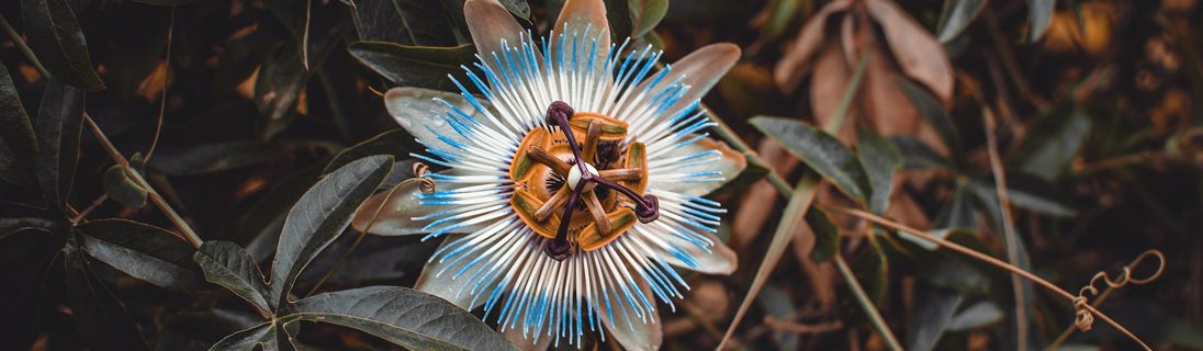 Passiflora und Passionsblatt Heilkraft