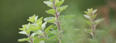 Kraftkerl Oregano (Peperonata)